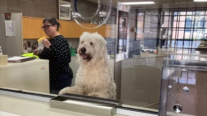 Illustration : Un chien secouru par la police s’approprie le poste à l’accueil du commissariat