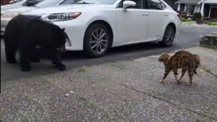 Illustration : Vidéo : Un chat se retrouve nez à nez avec un ours devant sa maison et prend une décision héroïque