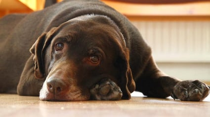 Illustration : Un chien secouru près de Nancy la tête coincée dans un sac de croquettes était maltraité depuis 2 ans