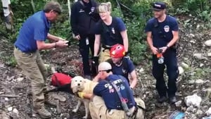 Illustration : Le sauvetage d’une chienne coincée dans une buse d’écoulement des eaux pluviales (vidéo)