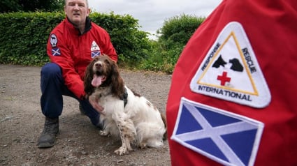 Illustration : Des chiens de recherche de corps seront prochainement déployés en Ukraine pour remplacer ceux épuisés sur place