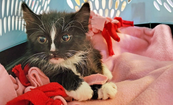 Pompiers Et Association Au Secours D Un Chaton Pris Au Piege Dans Un Egout Pluvial Ou L Eau Monte Rapidement