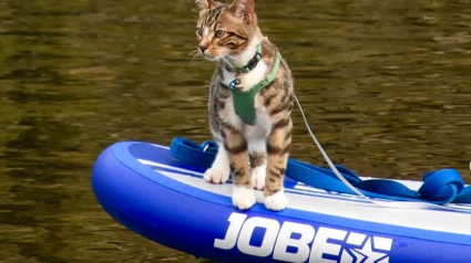 Illustration : Ce jeune chat est un véritable aventurier qui adore faire du paddle, du kayak et de la randonnée avec sa maîtresse