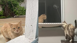 Illustration : "Un chat errant tombe éperdument amoureux d’une demoiselle d’intérieur et lui rend visite chaque jour (vidéo)"