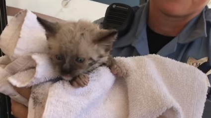 Illustration : Un chaton se retrouve pris au piège dans une colonne en acier, les pompiers déploient les grands moyens pour le libérer (vidéo)