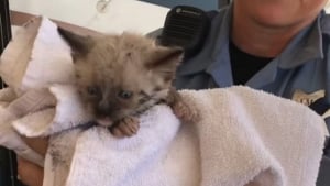 Illustration : Un chaton se retrouve pris au piège dans une colonne en acier, les pompiers déploient les grands moyens pour le libérer (vidéo)