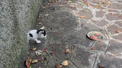 Illustration : Un chaton sauvage réfugié 3 jours dans une canalisation d’eau pluviale secouru par une journaliste