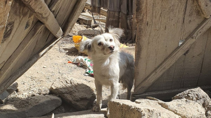 Illustration : Séisme en Afghanistan : une photo déchirante montre un chien cherchant désespérément sa famille parmi les décombres