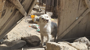 Illustration : Séisme en Afghanistan : une photo déchirante montre un chien cherchant désespérément sa famille parmi les décombres