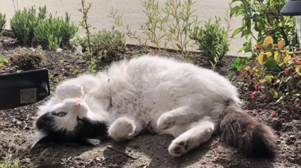 Illustration : Un chat errant se lie d’amitié avec 2 matous d’intérieur et décide de faire de leur maison la sienne