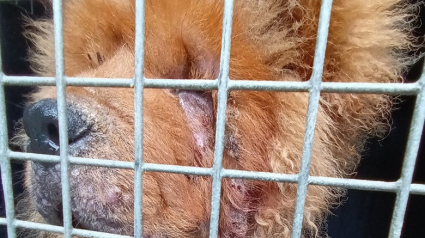 Illustration : Un chiot Chow Chow abandonné dans un triste état a besoin de soins de toute urgence