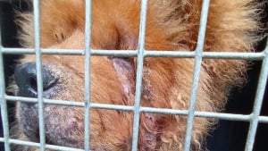 Illustration : Un chiot Chow Chow abandonné dans un triste état a besoin de soins de toute urgence