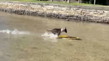 Illustration : Ce Bull Terrier maîtrise la pratique du skimboard comme nul autre et y prend beaucoup de plaisir (vidéo)