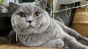 Illustration : 20 photos illustrant la beauté et l'élégance des chats gris