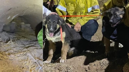 Illustration : Les pompiers portent secours à 2 chiots coincés par une tortue dans sa tanière