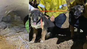 Illustration : Les pompiers portent secours à 2 chiots coincés par une tortue dans sa tanière