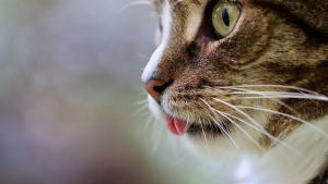 Illustration : 20 photos envoûtantes de langues de chat
