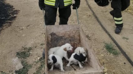 Illustration : 20 chiots et leurs mères sauvés d’un incendie par les pompiers de Rome