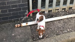 Illustration : "Un chiot de 3 mois a été abandonné dans une école primaire durant le week-end"