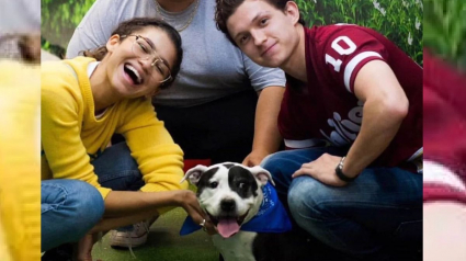 Illustration : Zendaya et Tom Holland, stars de Spider-Man, adoptent un chien ensemble