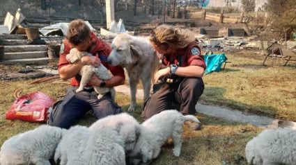 Illustration : 2 pompiers qui avaient trouvé une famille de chiens survivants d’un terrible incendie leur rendent visite un an plus tard avec émotion