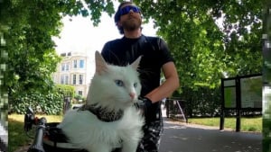 Illustration : Cette chatte sourde ne se passerait de ses balades à vélo dans Londres pour rien au monde