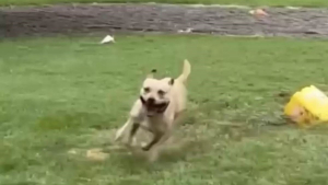 Illustration : Un chien fait sa danse de la joie sous la pluie pour fêter sa sortie du refuge (vidéo)