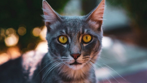 Illustration : 15 photos captivantes de chats errants peuplant les rues de Chypre