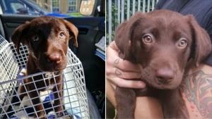 Illustration : 2 chiots abandonnés dans une voiture en plein soleil cherchent désormais une famille d’adoption