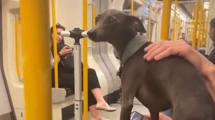 Illustration : Un whippet gris devient le chien de thérapie du métro de Londres pour sa capacité à réconforter les usagers (vidéo)