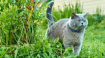 Illustration : Pratique, 100 % naturelle, recyclable et compostable, la litière de voyage de la marque Tyrol vous séduira autant que votre chat !