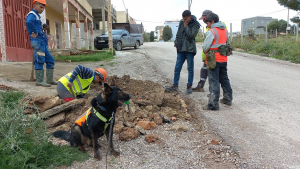 Illustration : Une nouvelle brigade de chiens renifleurs de fuites d’eau vient renforcer l’équipe Veolia 