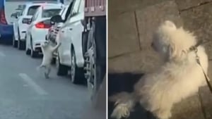 Illustration : Un petit chien abandonné en plein milieu de la circulation en Chine sauvé par les riverains