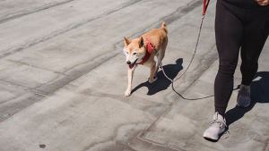 Illustration : Une récente étude révèle que la présence de chiens dans un quartier diminue le taux de criminalité