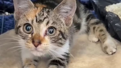 Illustration : Grande mobilisation pour sauver un chaton caché dans un drain depuis 5 jours et menacé par des pluies torrentielles