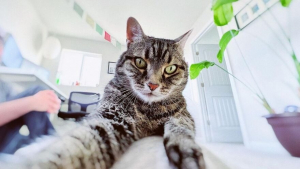 Illustration : 14 selfies de chats hilarants et adorables