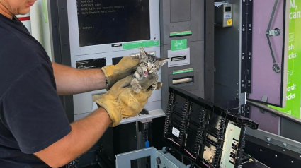 Illustration : Les pompiers tentent de libérer un chaton prisonnier d'un distributeur de billets