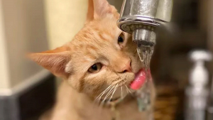 Illustration : 14 chats qui prennent à revers le mythe affirmant que les chats n'aiment pas l'eau