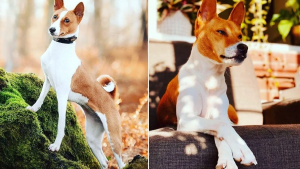 Illustration : 17 photos pour mieux connaître le Basenji, un chien unique au cri caractéristique