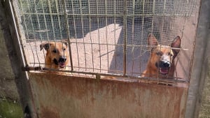 Illustration : "3 chiens et un chat abandonnés par leur propriétaire parti en vacances sauvés de leur environnement insalubre par une association"