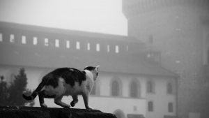 Illustration : 8 superbes photos de chats qui ont élu domicile dans un célèbre château de la Renaissance