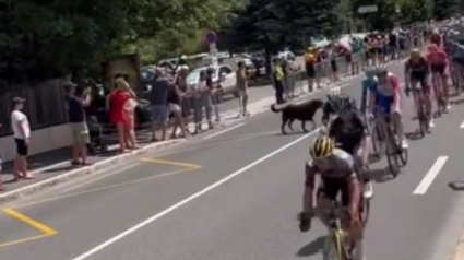 Illustration : Un cycliste du Tour de France chute à cause d'un chien sur la route : "Gardez votre chien à la maison !"