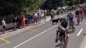 Illustration : Un cycliste du Tour de France chute à cause d'un chien sur la route : "Gardez votre chien à la maison !"