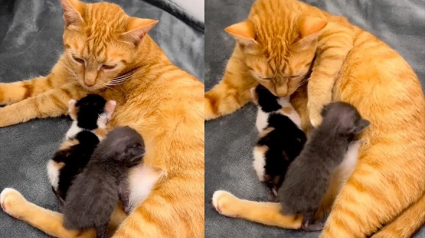 Illustration : 2 chatons orphelins reprennent du poil de la bête grâce à une maman adoptive