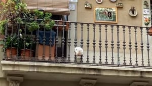 Illustration : Ces 20 chiens installés sur des balcons surveillent attentivement leur quartier !