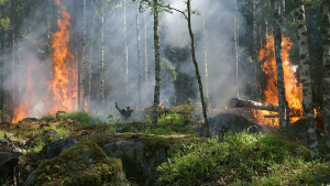 Illustration : En Gironde : les refuges pour animaux aux mains des flammes évacuent de toute urgence leurs résidents