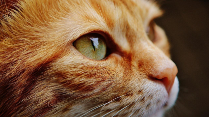 Illustration : 10 signes infaillibles qui prouvent que vous êtes une personne à chats