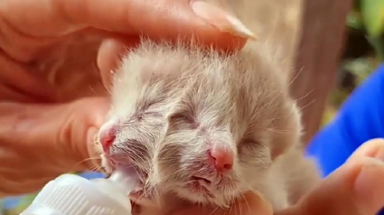 Illustration : Un chaton né avec 2 visages boit du lait par les 2 bouches