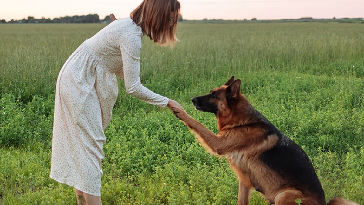 Illustration : "Une femme vit 4 mois avec la chienne d’un autre suite à une erreur de son toiletteur canin"