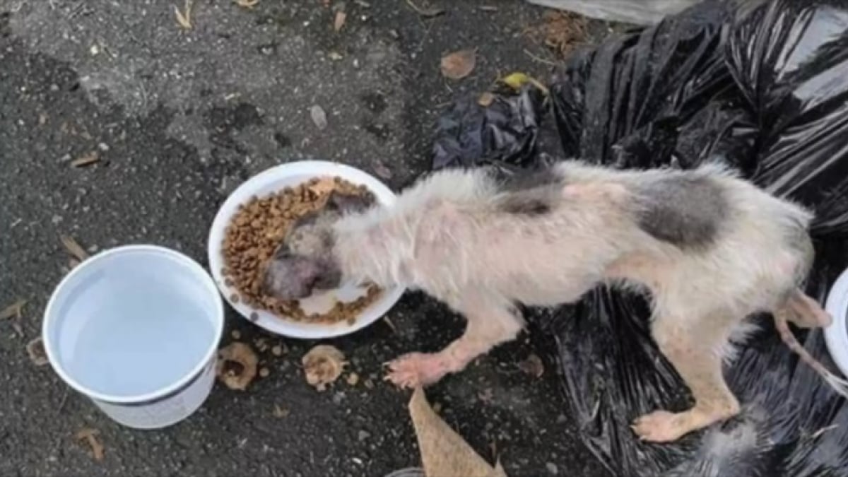 Illustration : "L’incroyable transformation d’une chienne errante adoptée par des personnes aimantes"